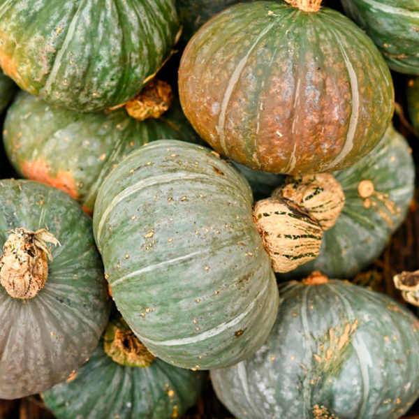 Zucca