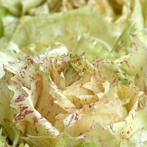 Radicchio variegato