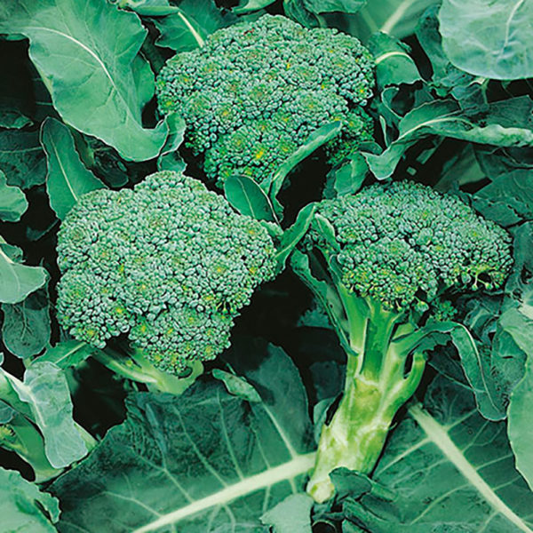Broccolo calabrese