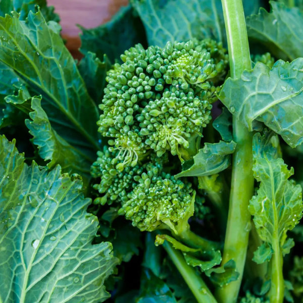 Cime di rapa