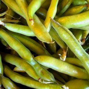Fava