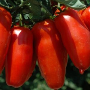 Pomodoro maturo (diverse varietà)