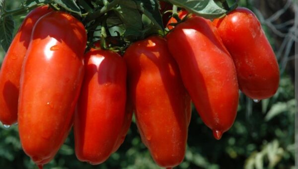 Pomodoro maturo (diverse varietà)