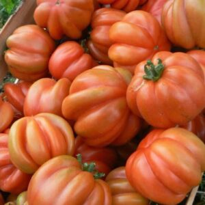 Pomodoro meno maturo (diverse varietà)