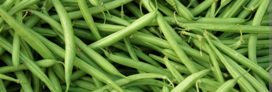 Fagiolini